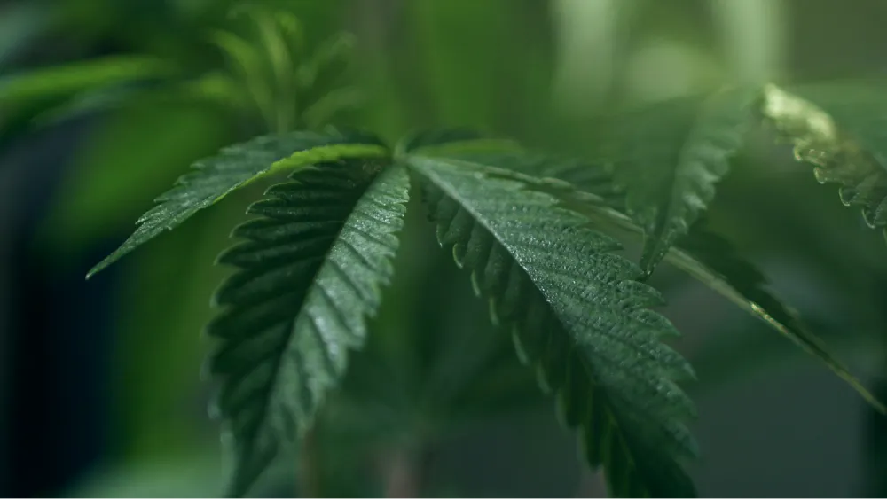 Picture of hemp
